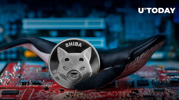 Шиба-ину (SHIB) Всплеск активности 700% китов станет спасением для Meme Coin