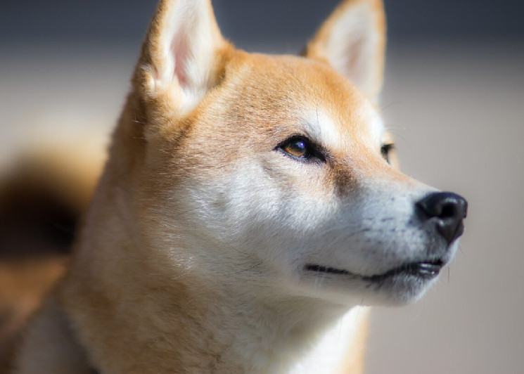שאיפות ה-DeFi של Shiba Inu עשויות לזעזע את השוק של DOGE כאשר SHIB פונה למזהים דיגיטליים