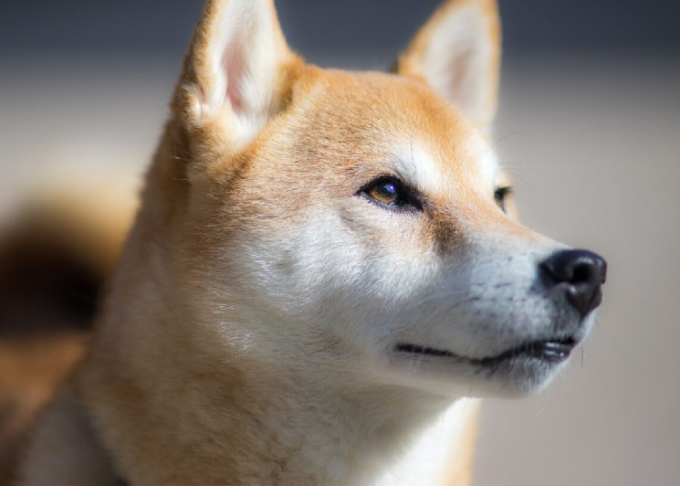שאיפות ה-DeFi של Shiba Inu עשויות לזעזע את השוק של DOGE כאשר SHIB פונה למזהים דיגיטליים שאיפות ה-DeFi של Shiba Inu עשויות לזעזע את השוק של DOGE כאשר SHIB פונה למזהים דיגיטליים