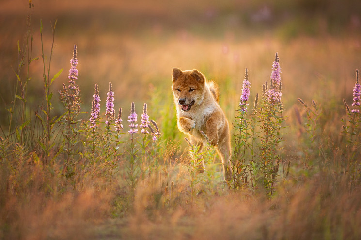 Ставка Флоки Ину (FLOKI) на TVL превысила 105 миллионов долларов и затмила Dogecoin и PepeCoin