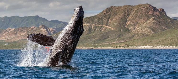 Отчет: Активность биткоин-китов упала до годового минимума
