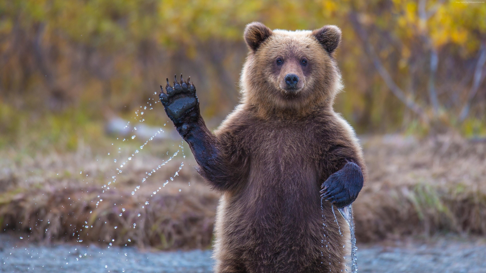 Тюмень: нет спасу от медведей, а отстреливать некому - ИА REGNUM