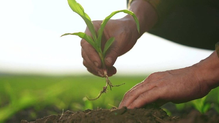 Rootstock достиг записи объединенного участия в добыче полезных ископаемых, несмотря на снижение активности пользователя в первом квартале