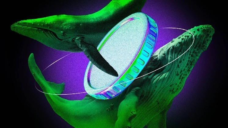 Управление Whales Drive Record Activity на Tron | Еженедельные китовые часы