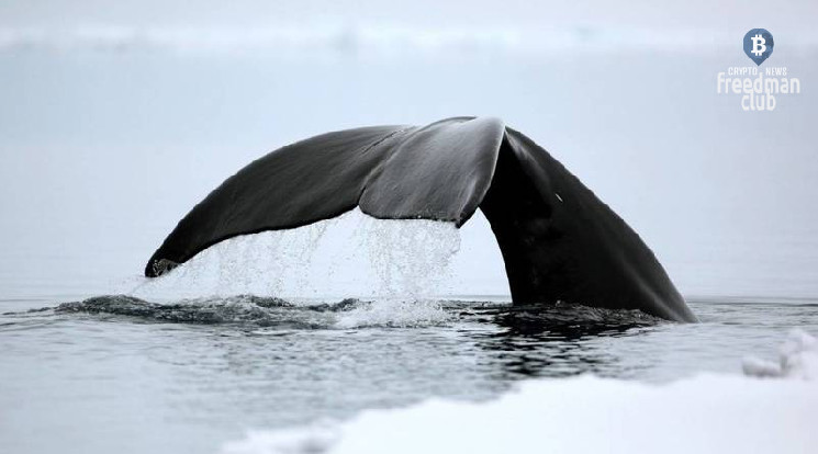 Крупные киты продолжают накапливать Bitcoin