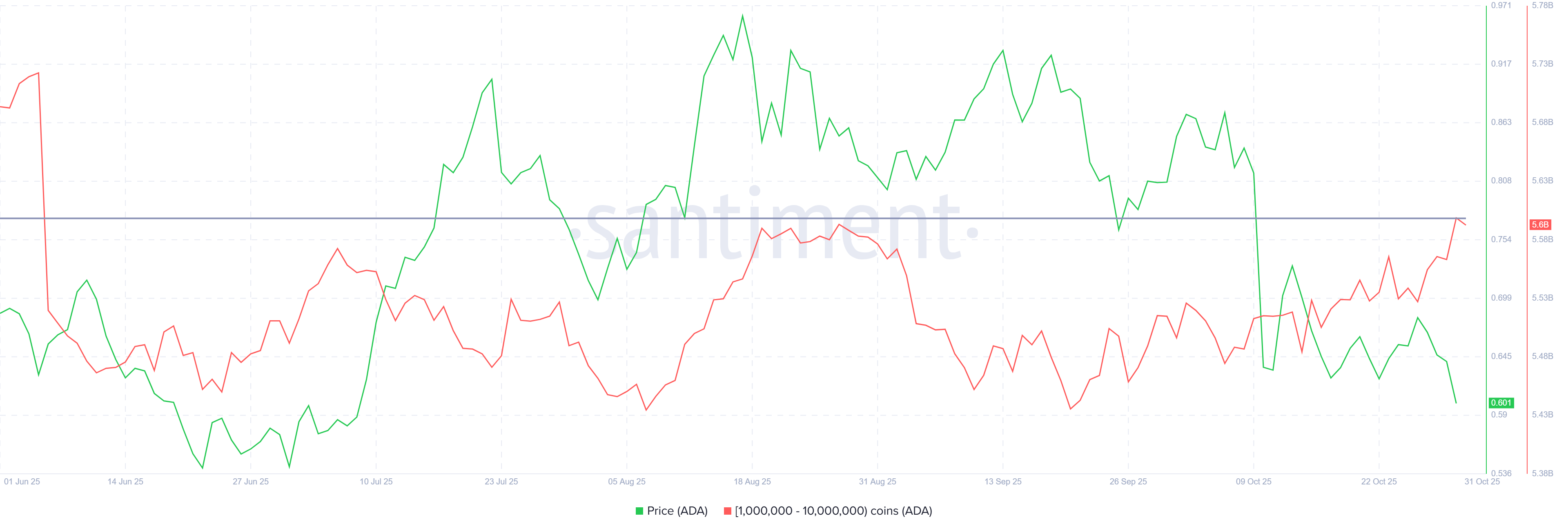 Cardano Whale Holdings