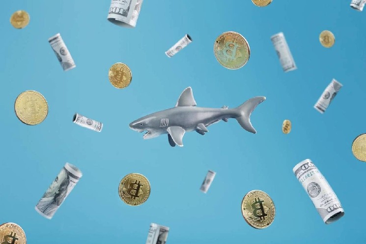 Bitcoin sharks on a buying spree: Here’s what you need to know