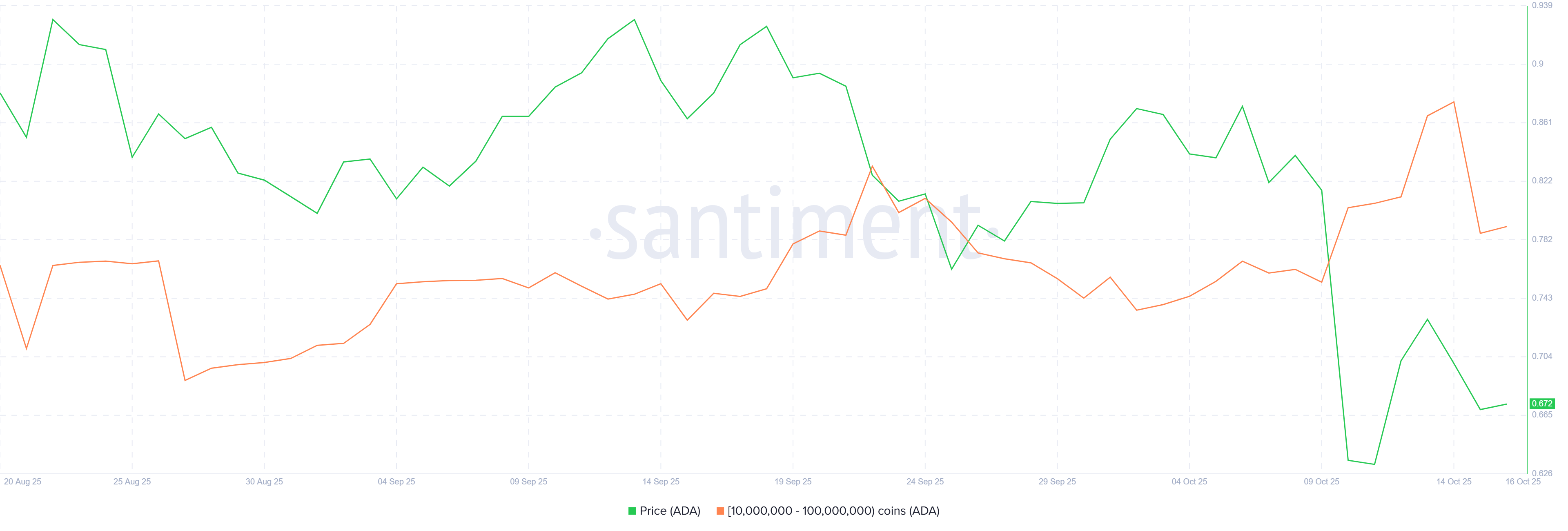 Cardano Whale Holdings