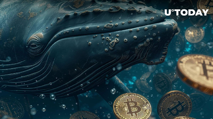 Огромный биткойн-кит добавляет 1 миллиард долларов в BTC каждый день: кто это?