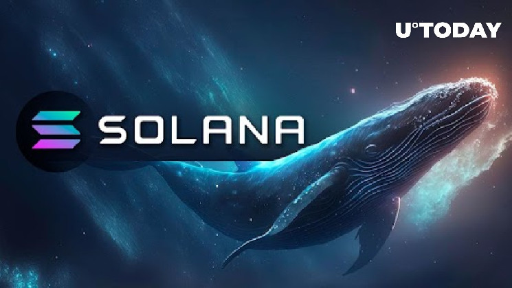 Solana (SOL) рискует распродаться из-за смелого шага Whale