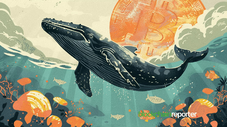Биткоин-киты покупают на падении, поскольку активность продаж замедляется