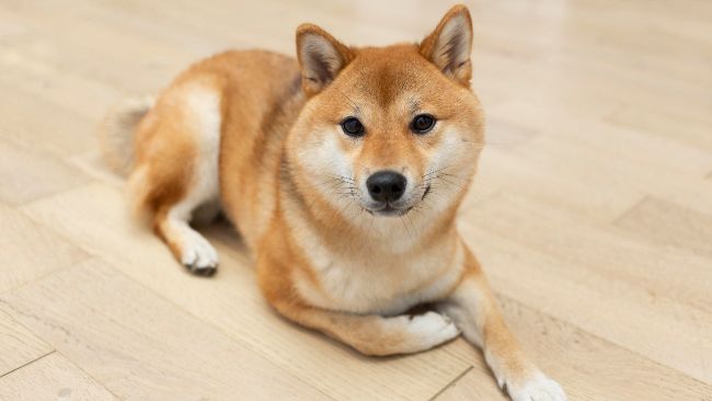 Metalpha сотрудничает с Dogeos