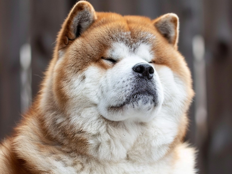 Общество акита использует блокчейн для защиты пород собак в Японии