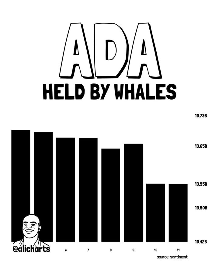 Cardano Whale Activity