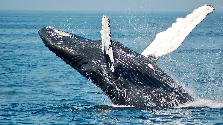 Crypto Whale делает бычью ставку на Ethereum на сумму 150 миллионов долларов, как показывает трекер торговых данных