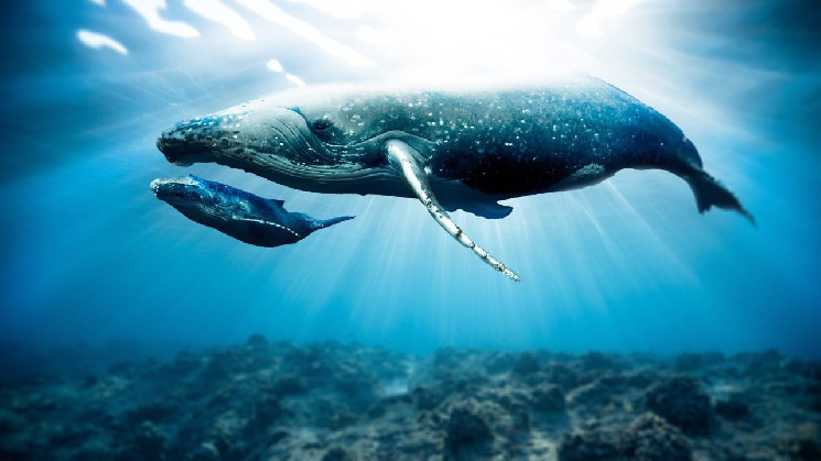 Три гигантских криптовалютных кита в последние часы торговали по-крупному: один превратил 113 тысяч долларов в 3,4 миллиона долларов!