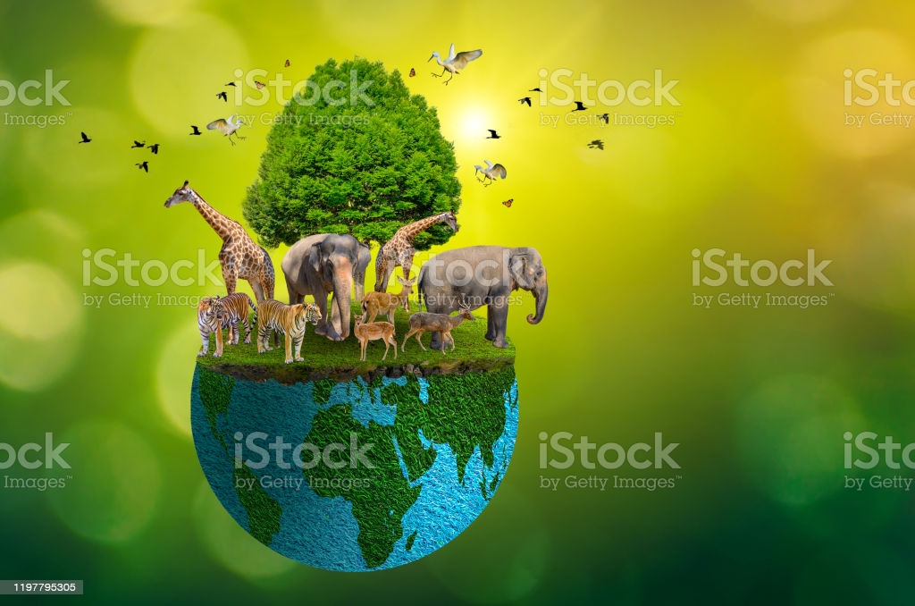 Nature reserve conserve Wildlife reserve