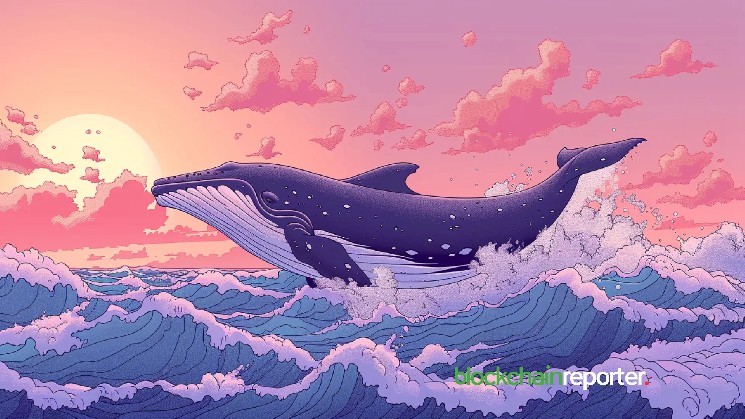 Киты Scoops 7,99 млн. Долл. США, когда киты начинают массовое накопление