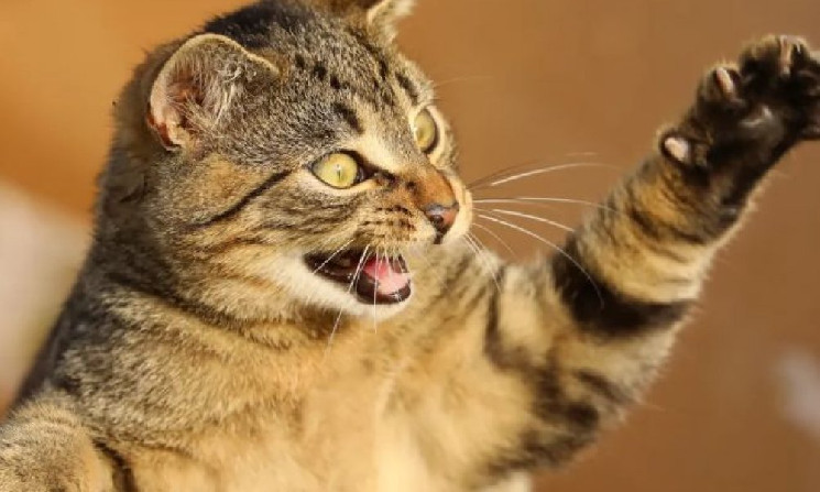 Игроки "Catizen’ разозлились после неожиданных изменений в игре Telegram Airdrop Игроки "Catizen’ разозлились после неожиданных изменений в игре Telegram Airdrop