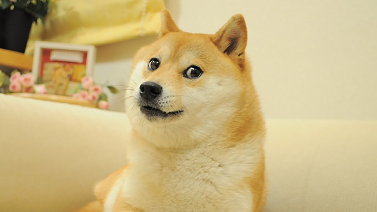 Бычьи ставки на Dogecoin достигли рекордных $1 млрд