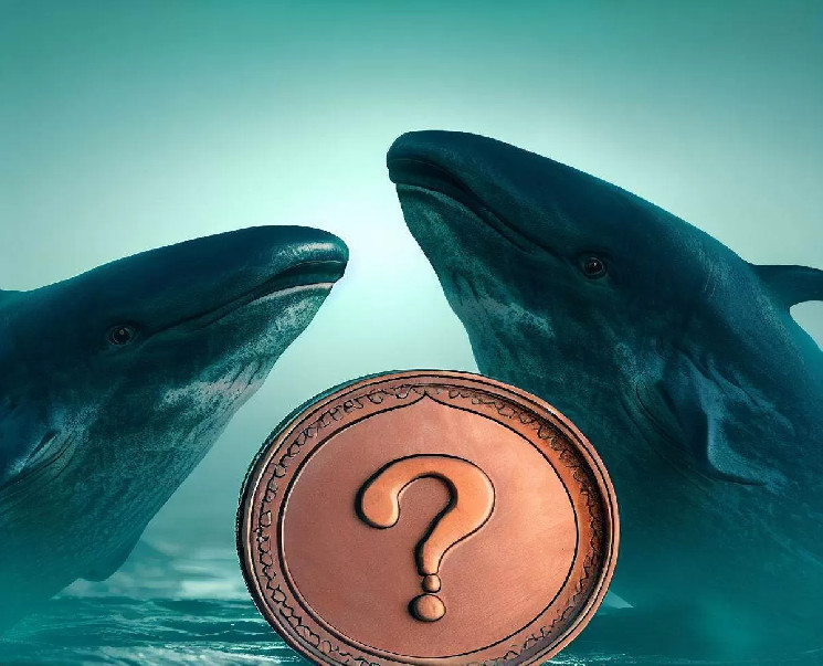 Из этих двух альткойнов собираются новые криптовалютные киты! Они сделали крупную покупку на Binance!