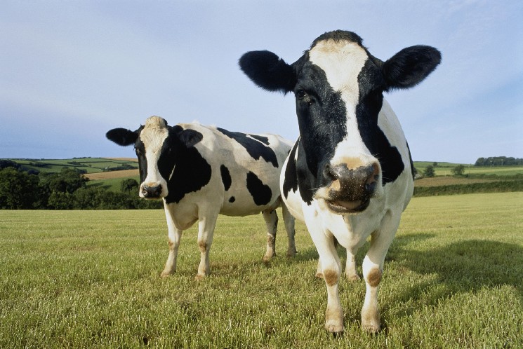 Dex Aggregator Cow Swap Targle на 33% торгового усиления с функцией сотрудничества, больше наград