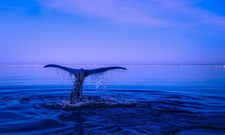 Объем торгов токенизированными акциями xStocks превысил 0 млн за месяц