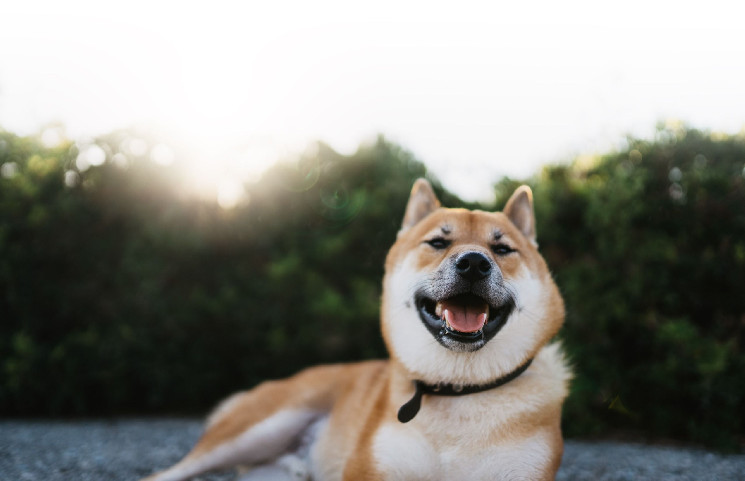 Прогноз цен Shiba Inu: вот почему Shib выросла на 130% в марте