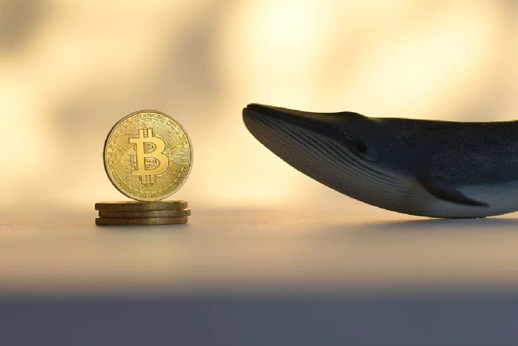 Прогноз цены на биткойны, поскольку киты украли BTC на 7 миллиардов долларов за неделю