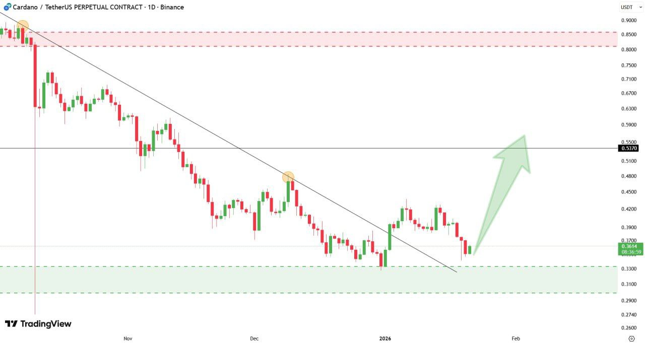 Cardano Rebound from Support