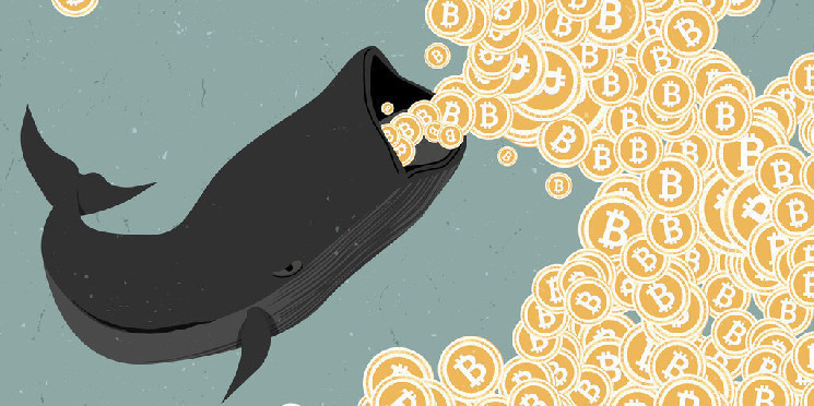 Биткойн-киты голодны по BTC больше, чем когда-либо, и вот почему