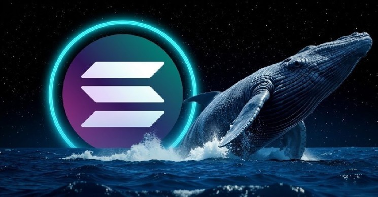 Unusual Data in Solana (SOL) On-Chain Charts – Whales Have Changed Their Behavior