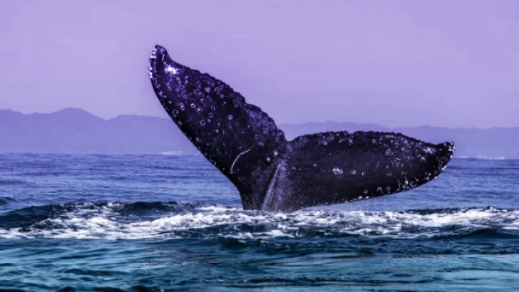 Las ballenas de ETH dominan el 12% de suministro total