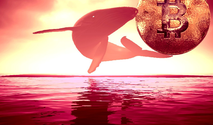 «Умный кит» заработал более 65 000 000 долларов в биткойнах после мастерской торговли BTC: Lookonchain