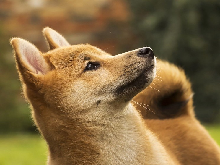 La société de miniers de Doge Z a carré pour rendre public grâce à la fusion
