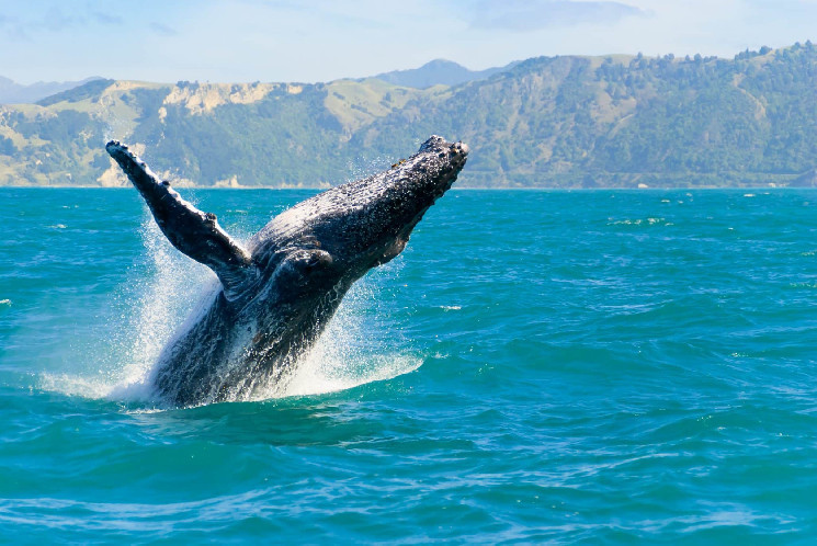DWF Labs покупает новый альткойн – просыпаются два гигантских криптовалютных кита