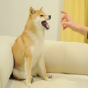 icon-Feisty Doge NFT