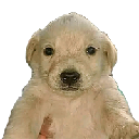 icon-Perro Dinero