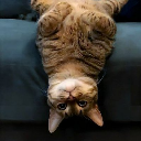 icon-UpSideDownCat