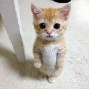 icon-el gato