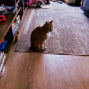icon-Ansem's Cat
