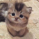 icon-ELON’S CAT