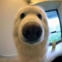 icon-Boop