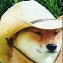 icon-What in Tarnation?