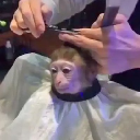 icon-monkeyhaircut