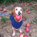 icon-dog with apple in mouth