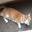 icon-Waffles Davincij15's Cat