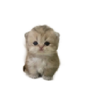 icon-mao