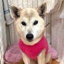 icon-Ito-chan