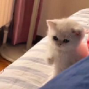 icon-ONE PUNCH CAT